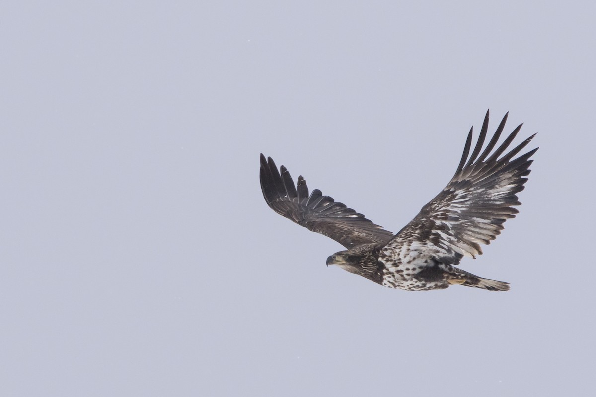 Bald Eagle - ML646008892