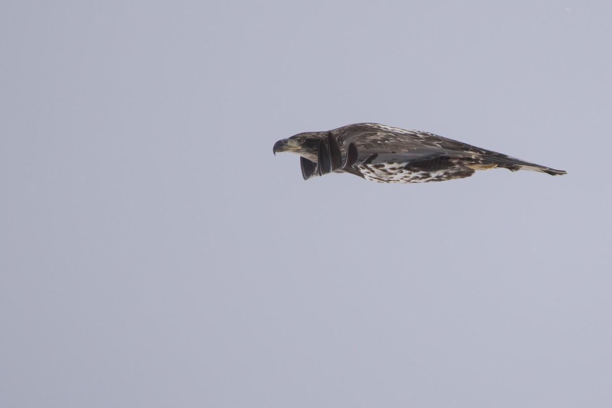 Bald Eagle - ML646008893