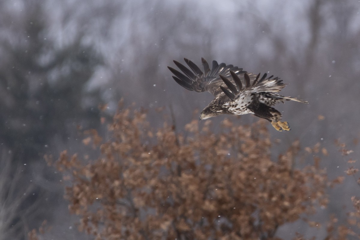 Bald Eagle - ML646008894