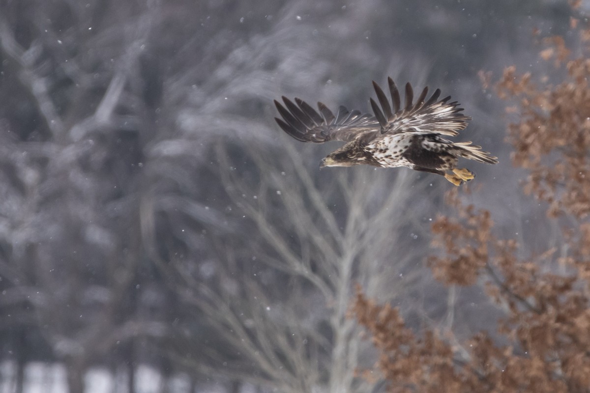 Bald Eagle - ML646008895