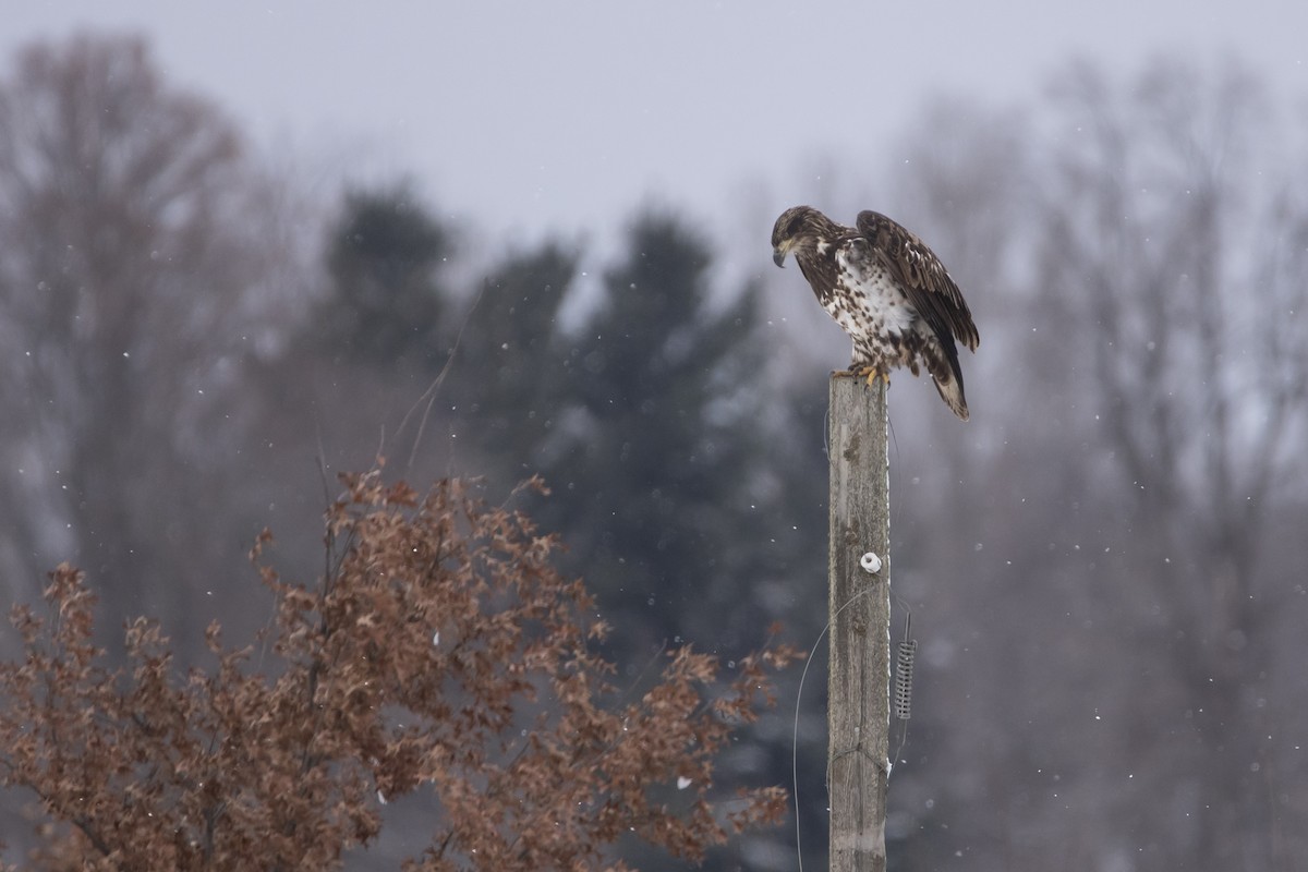Bald Eagle - ML646008896