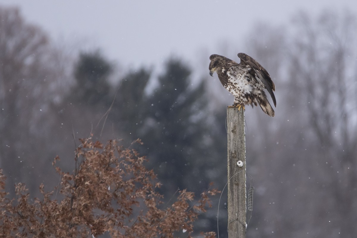 Bald Eagle - ML646008897