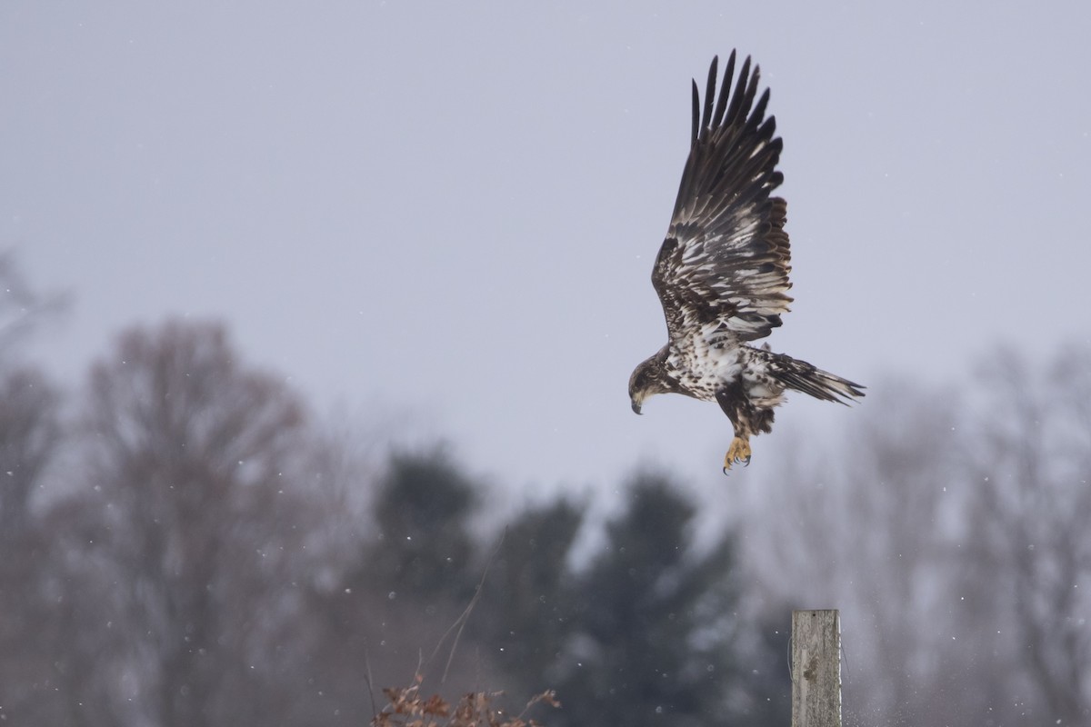 Bald Eagle - ML646008898
