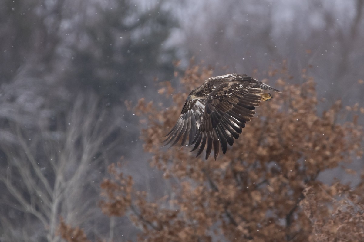 Bald Eagle - ML646008899