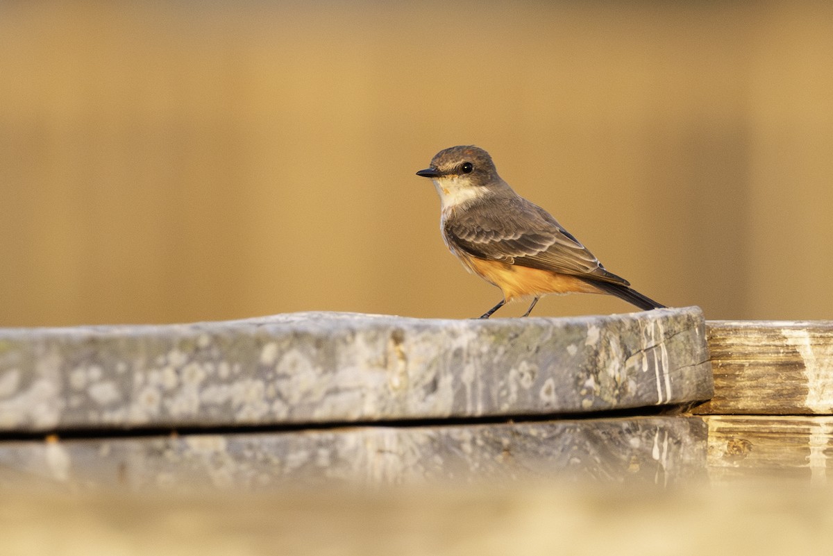 Vermilion Flycatcher - ML646008904