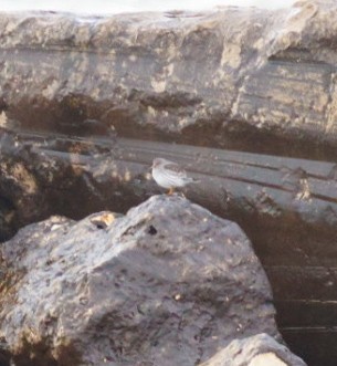 Purple Sandpiper - ML646008912