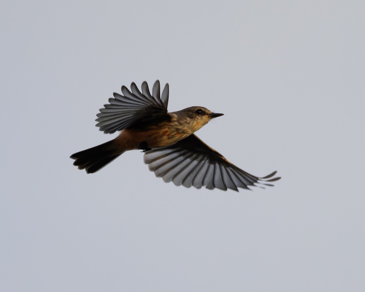 Vermilion Flycatcher - ML646008914
