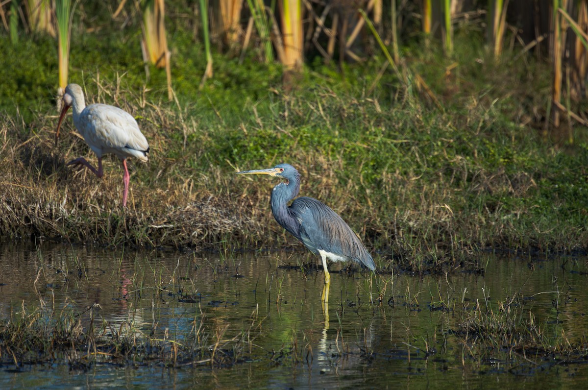 Tricolored Heron - ML646008917