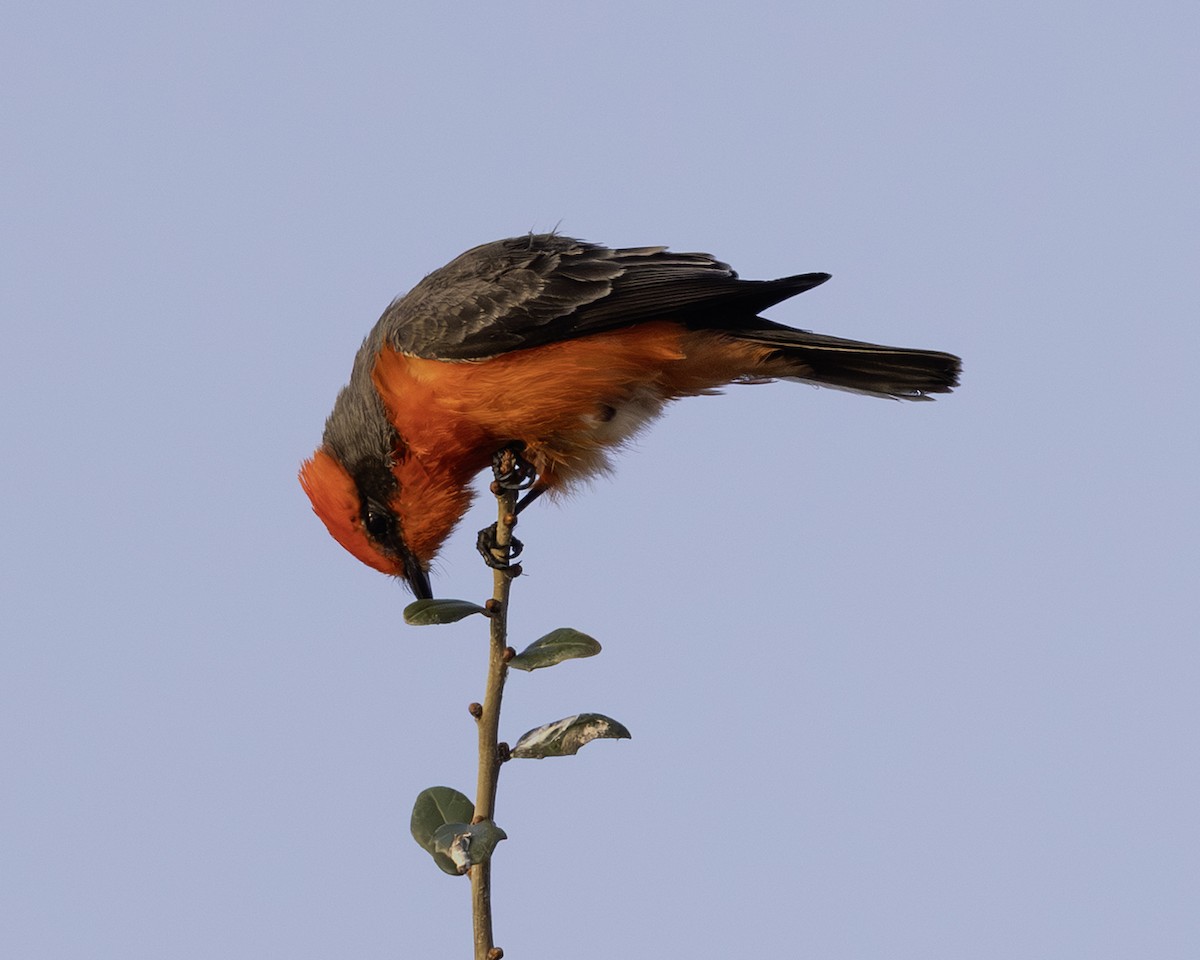 Vermilion Flycatcher - ML646008920