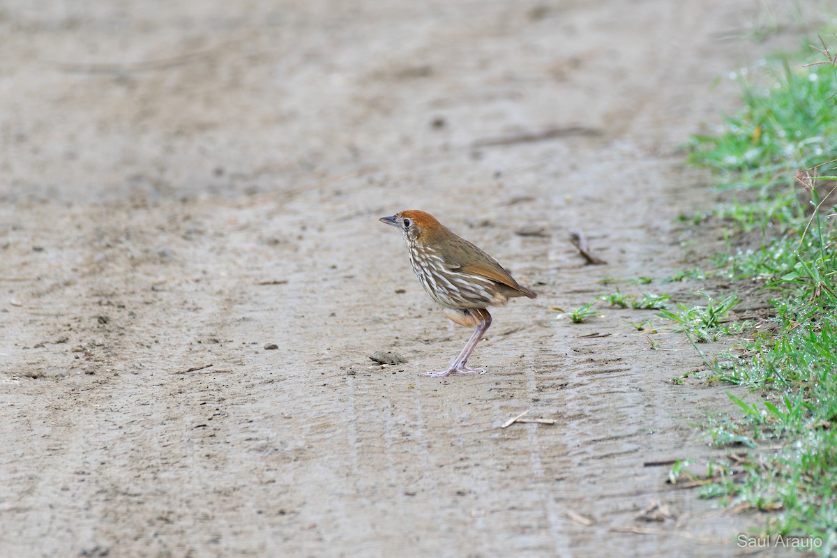 Watkins's Antpitta - ML646008923