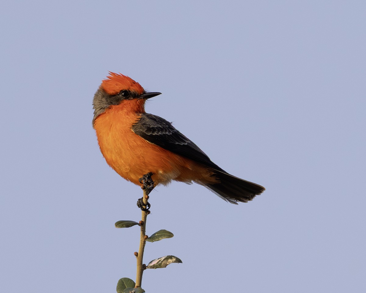 Vermilion Flycatcher - ML646008926