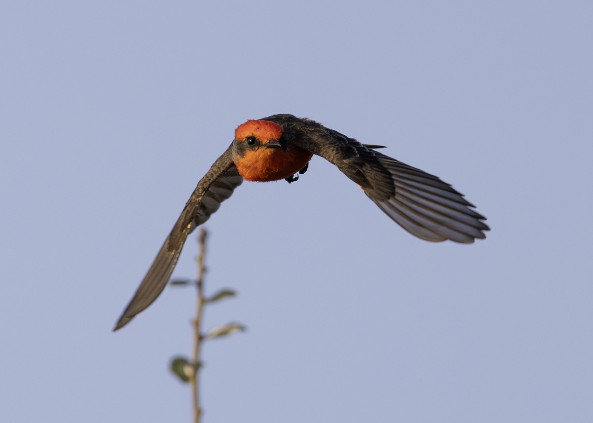 Vermilion Flycatcher - ML646008934