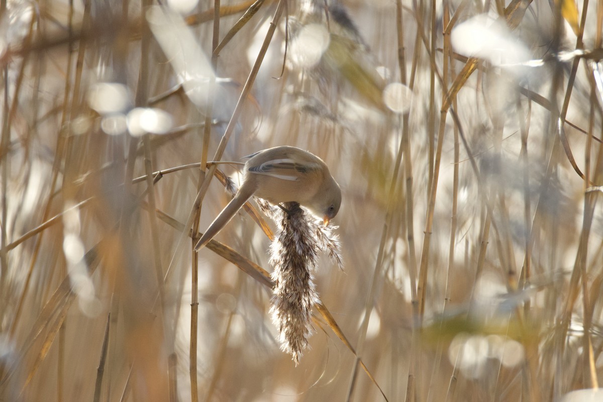 Bearded Reedling - ML646008937