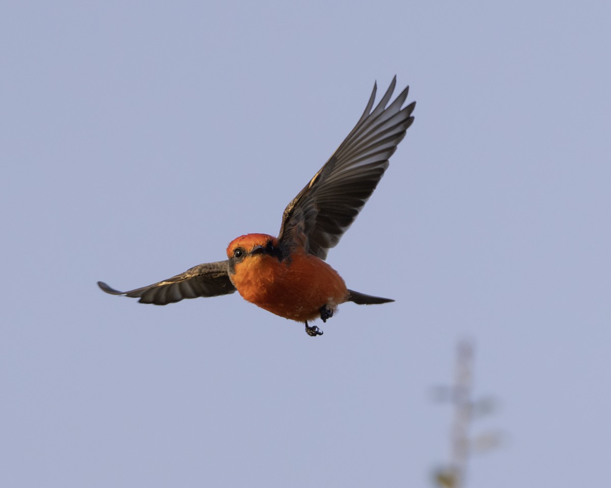 Vermilion Flycatcher - ML646008942