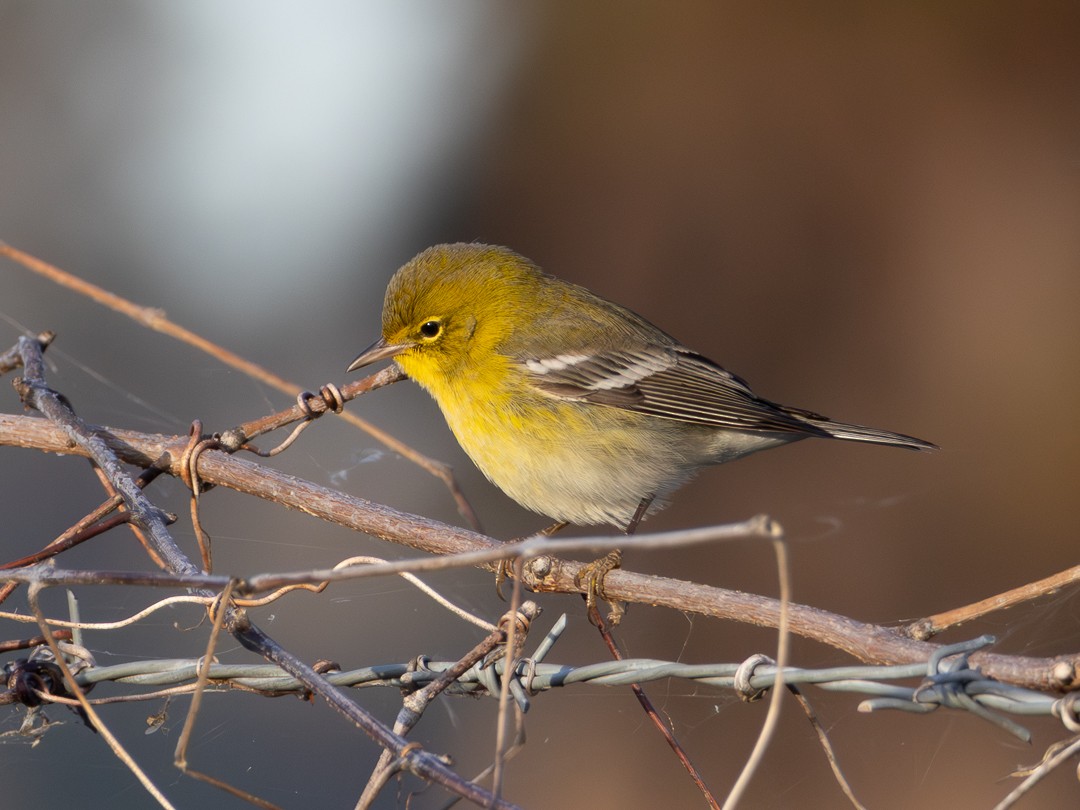 Kiefernwaldsänger - ML646008951