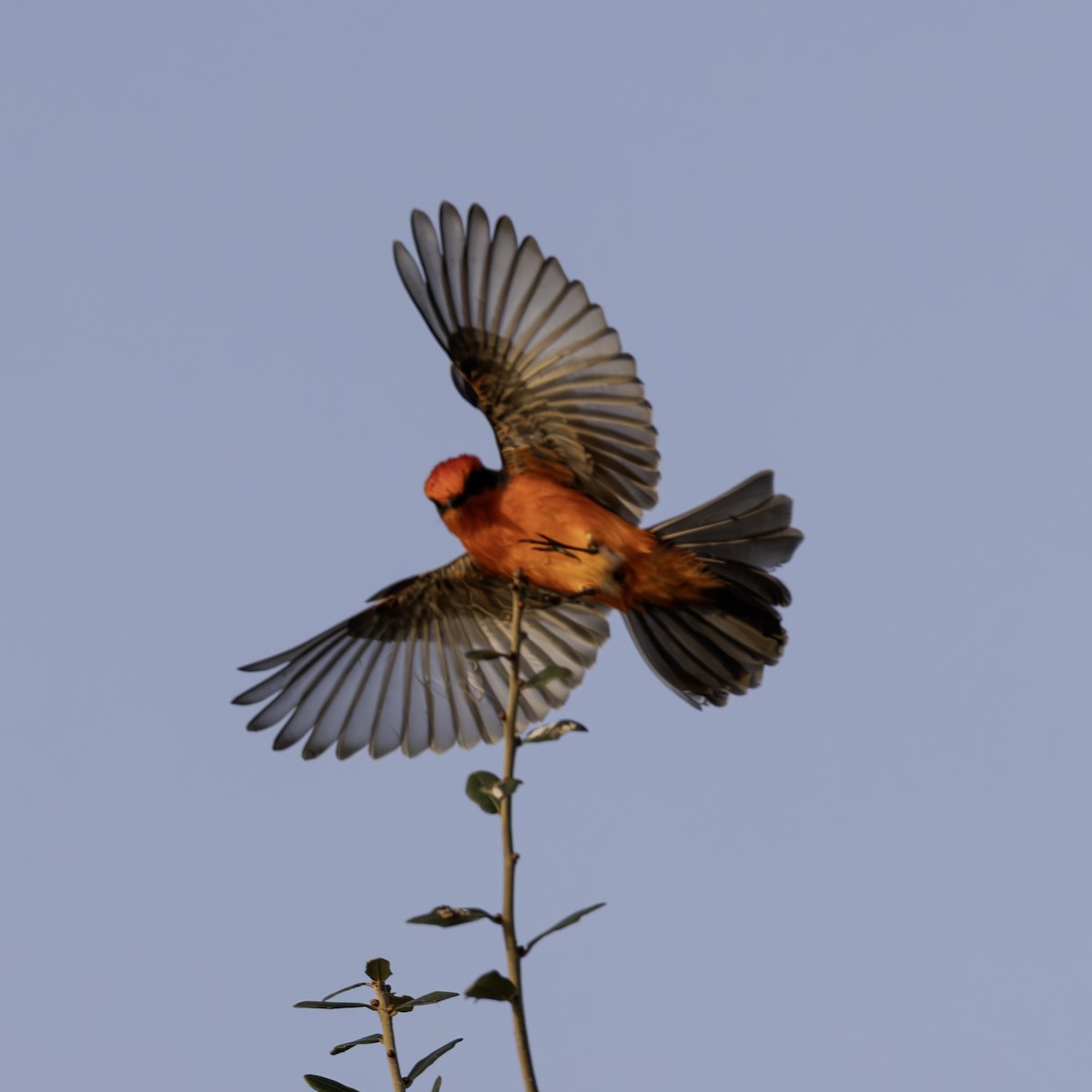 Vermilion Flycatcher - ML646008953