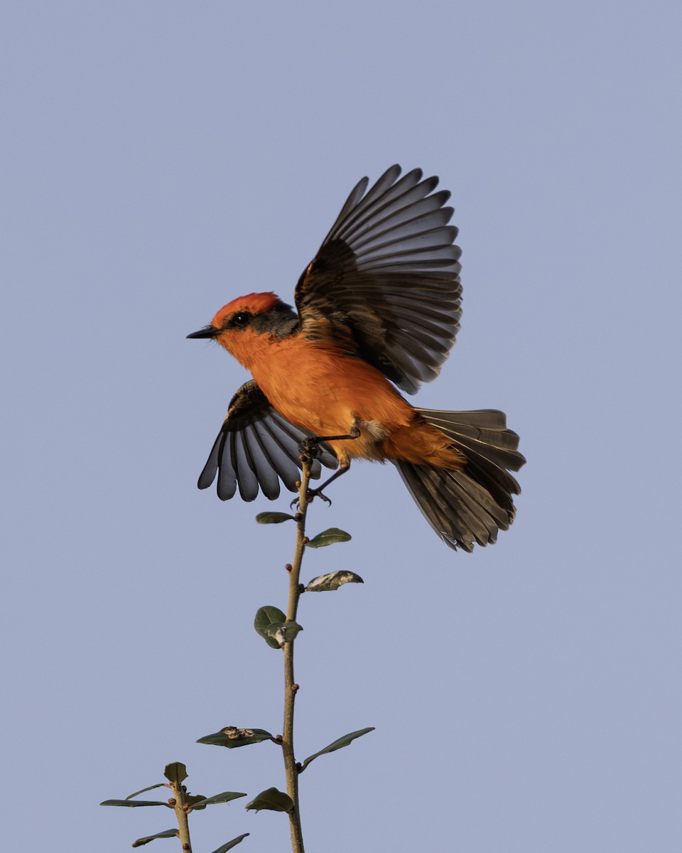 Vermilion Flycatcher - ML646008955