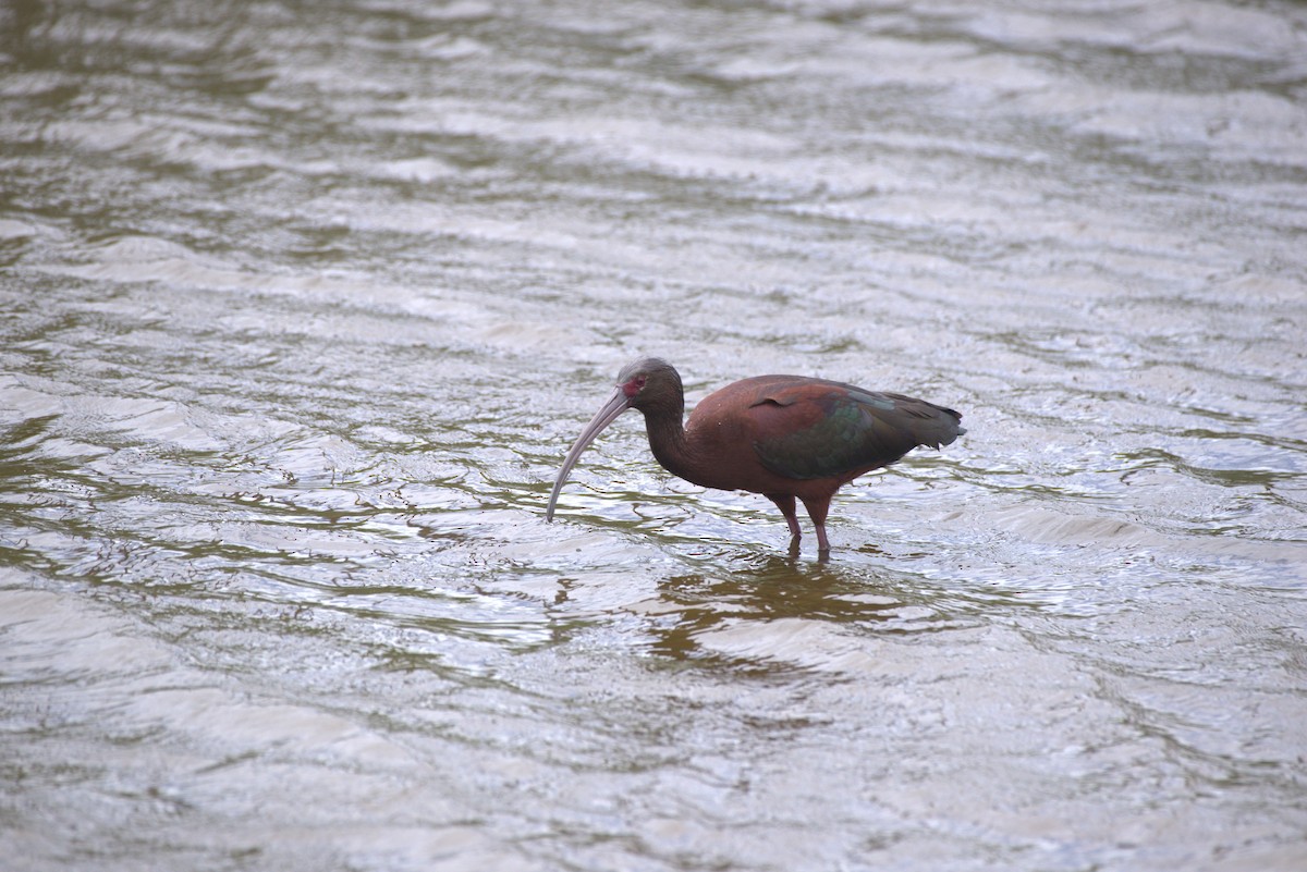 White-faced Ibis - ML646008957