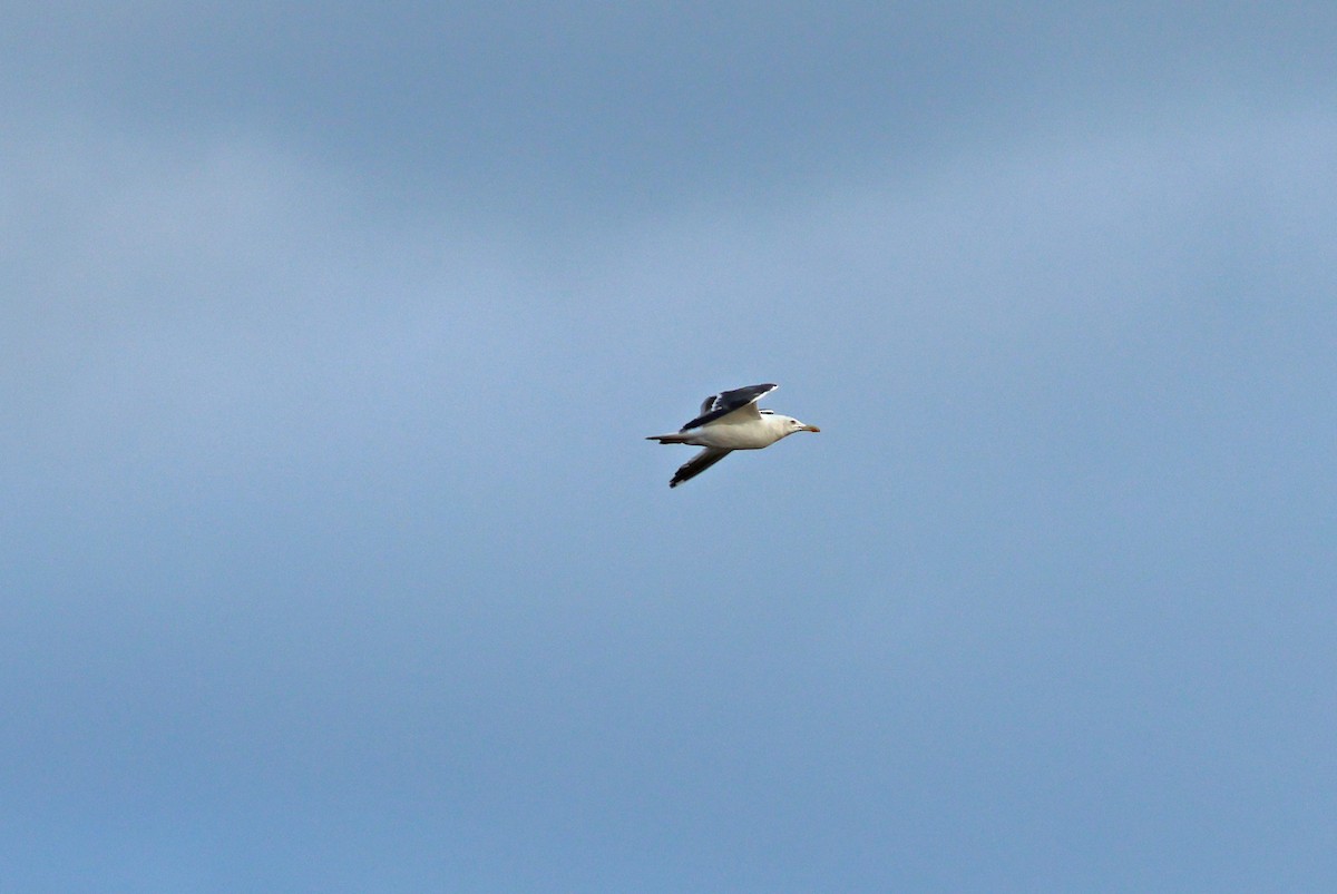 Zafferano - ML646008959