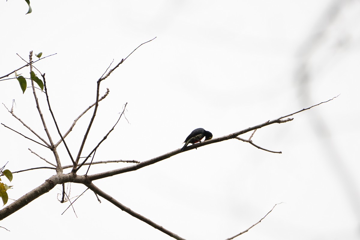 Yellow-tufted Woodpecker - ML646008962