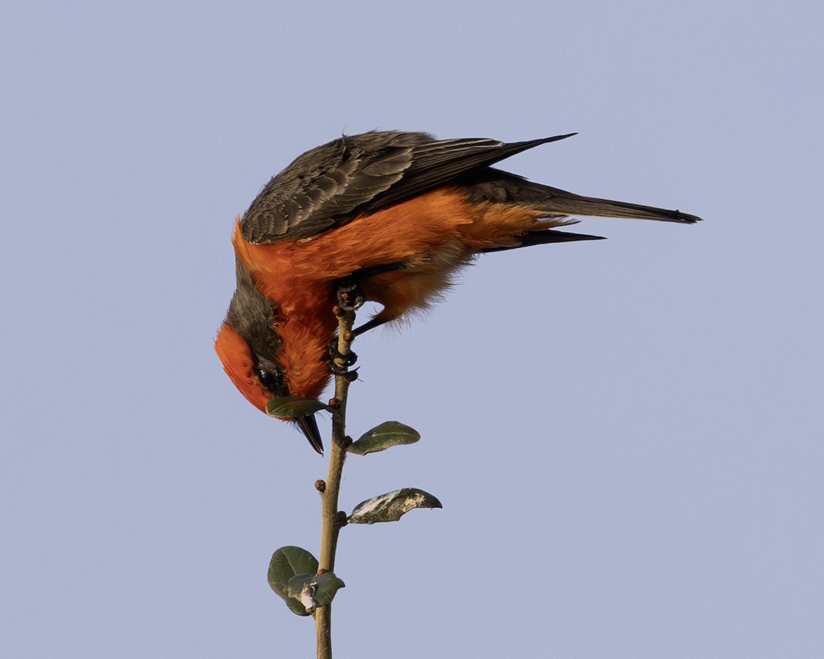 Vermilion Flycatcher - ML646008963