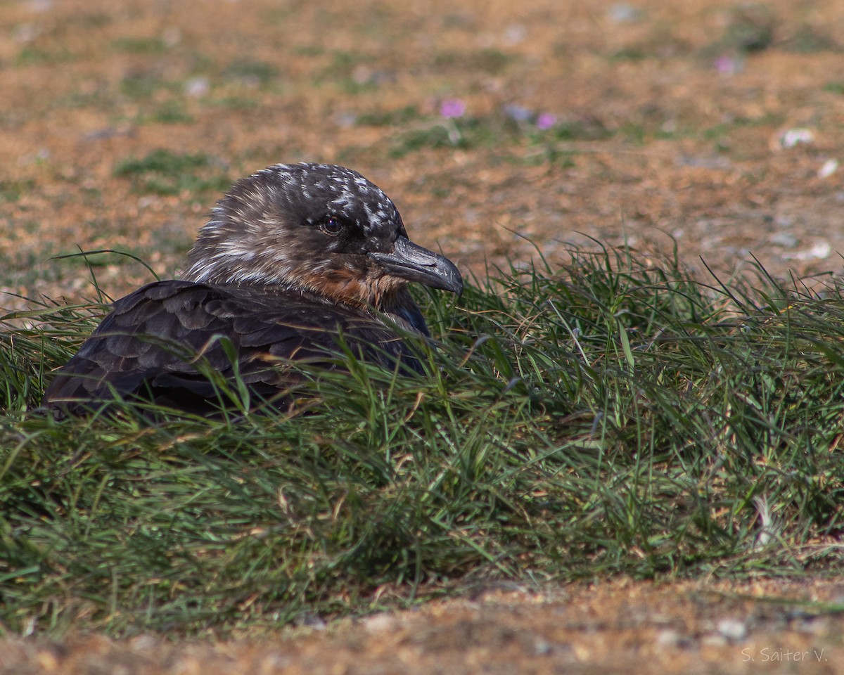 Chilean Skua - ML646008969