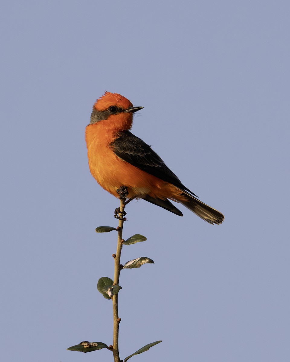 Vermilion Flycatcher - ML646008970