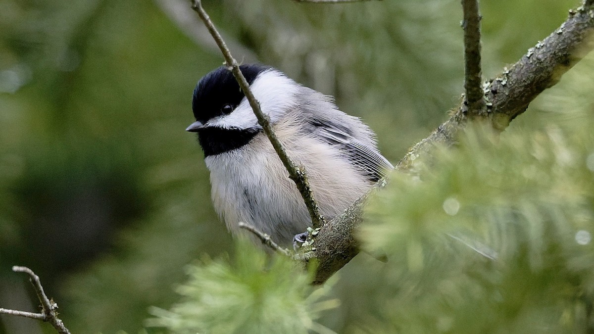 Black-capped Chickadee - ML646008982