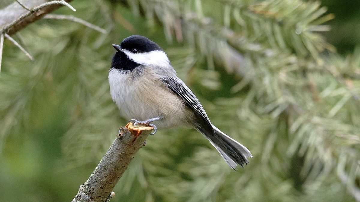 Black-capped Chickadee - ML646008983