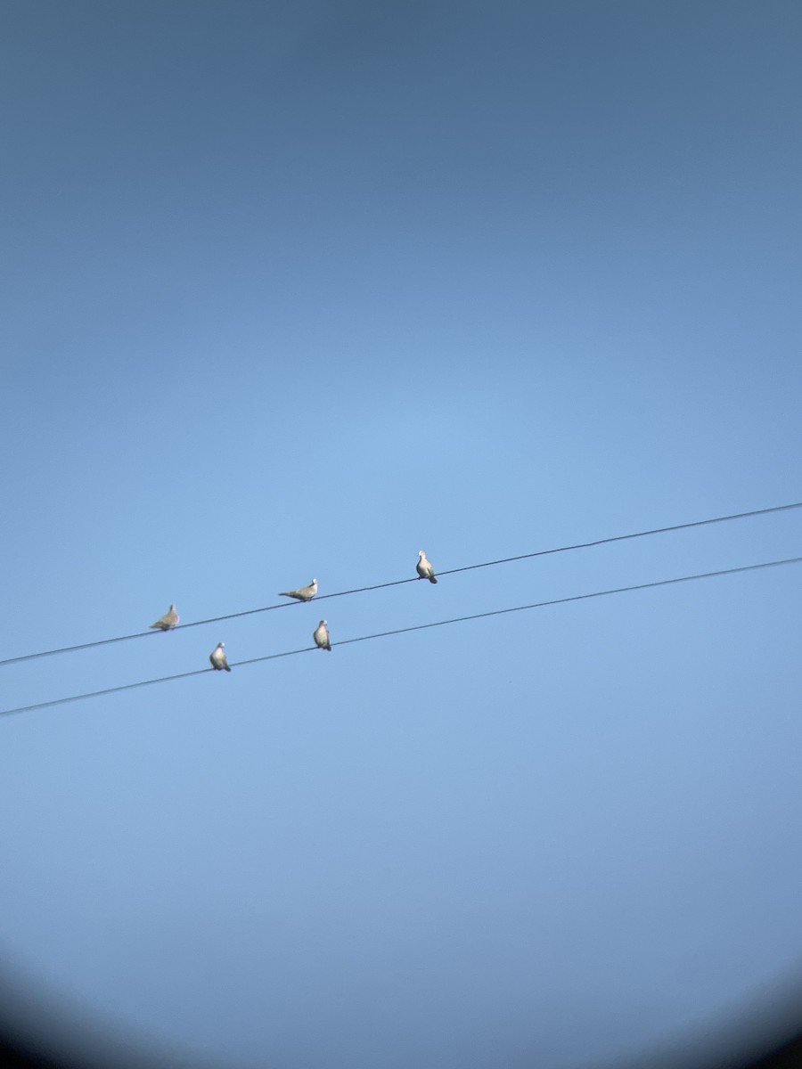 Eurasian Collared-Dove - ML646008985