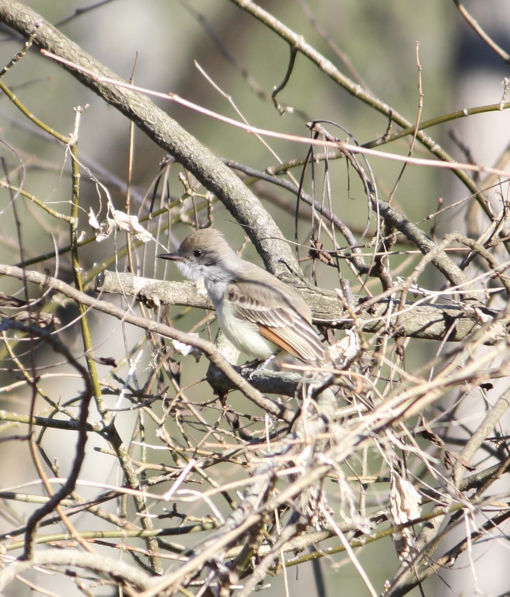 Ash-throated Flycatcher - ML646008990