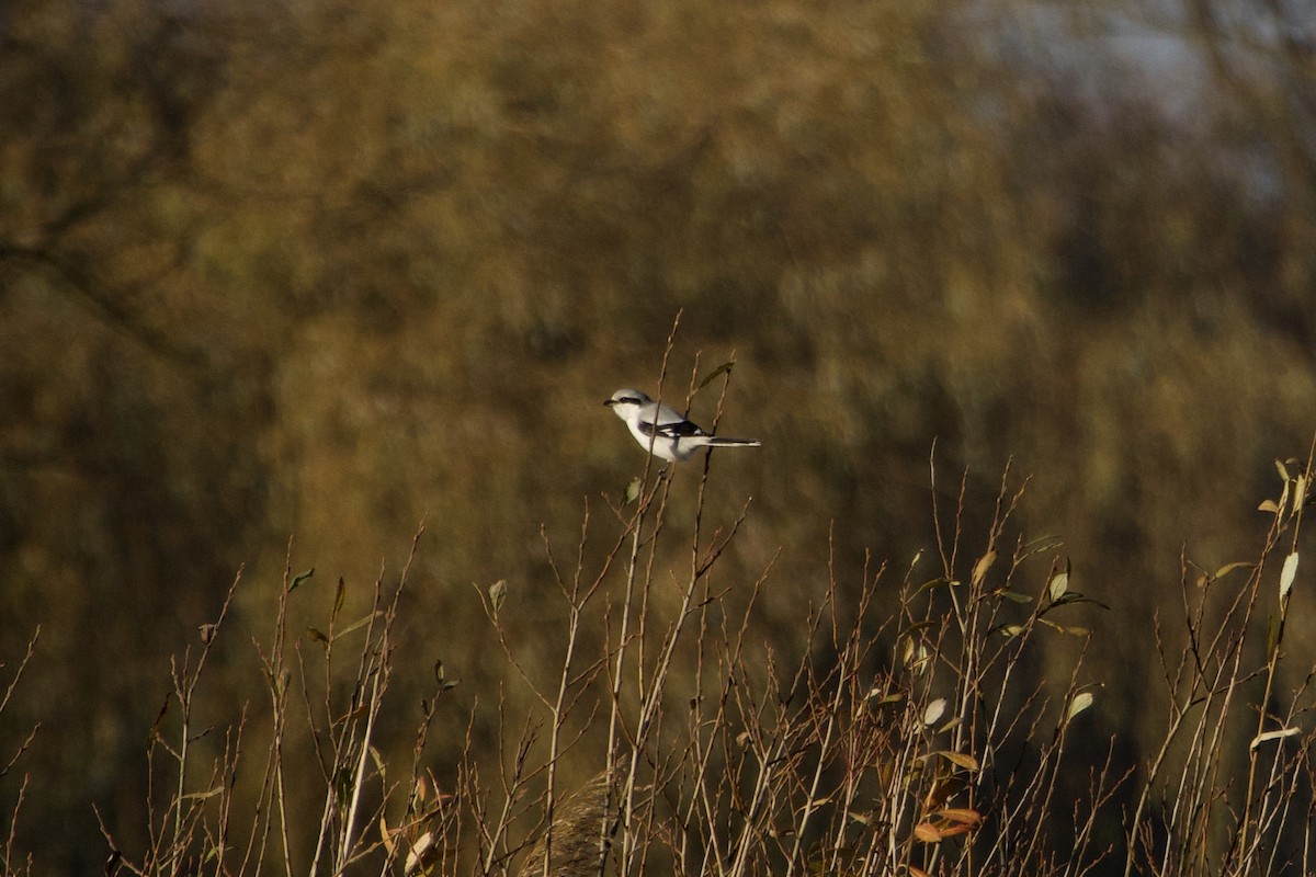 Great Gray Shrike - ML646009004