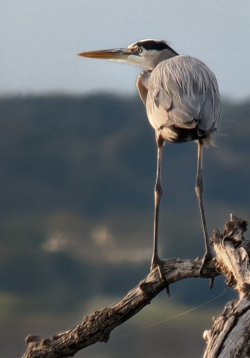Great Blue Heron - ML646009012