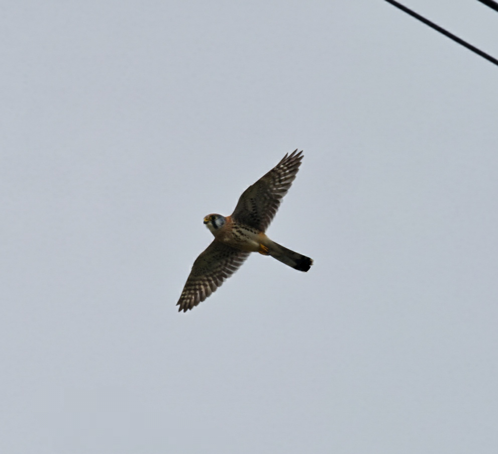 American Kestrel - ML646009013