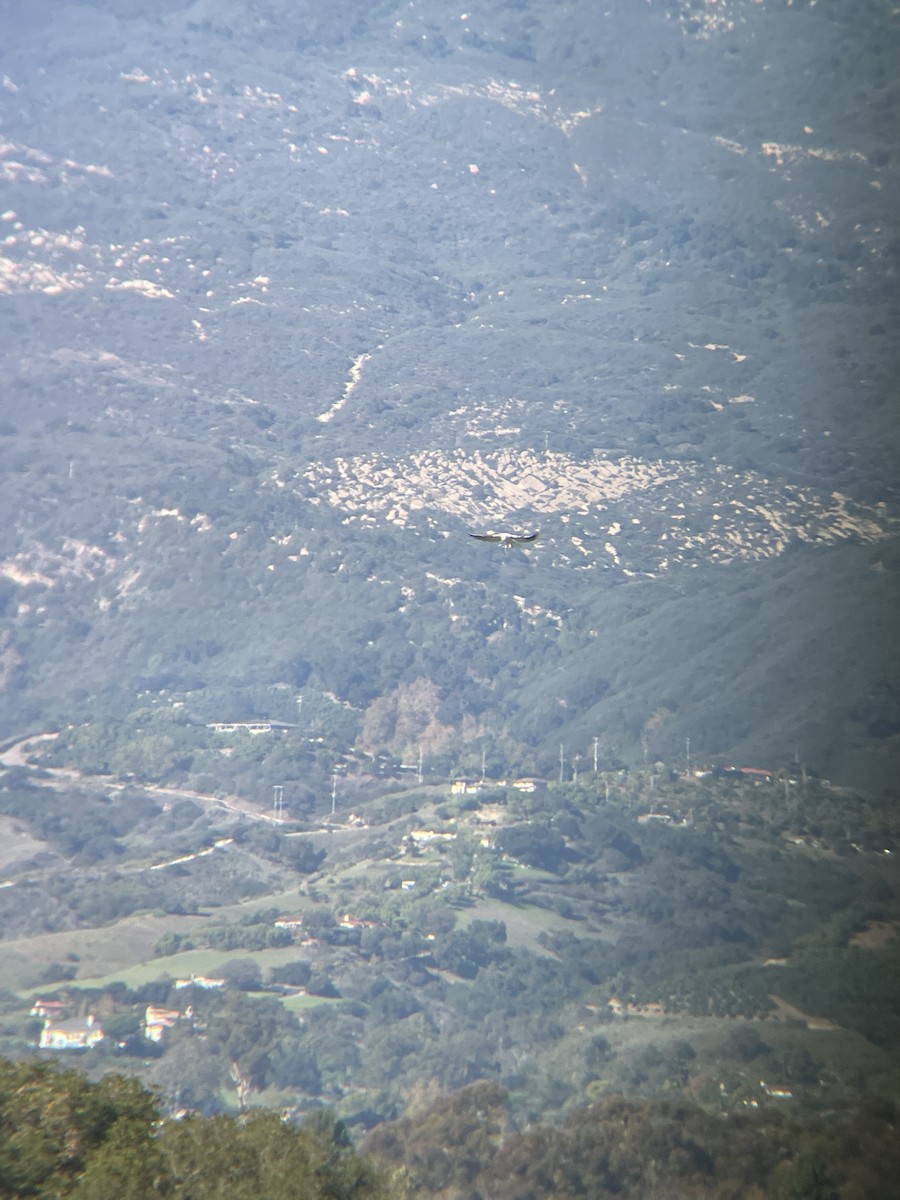White-tailed Kite - ML646009014