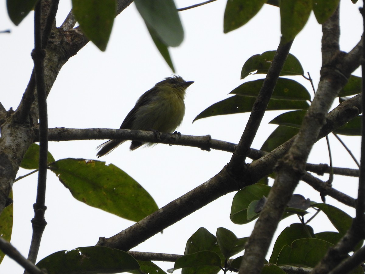 Olive-faced Flatbill - ML646009018