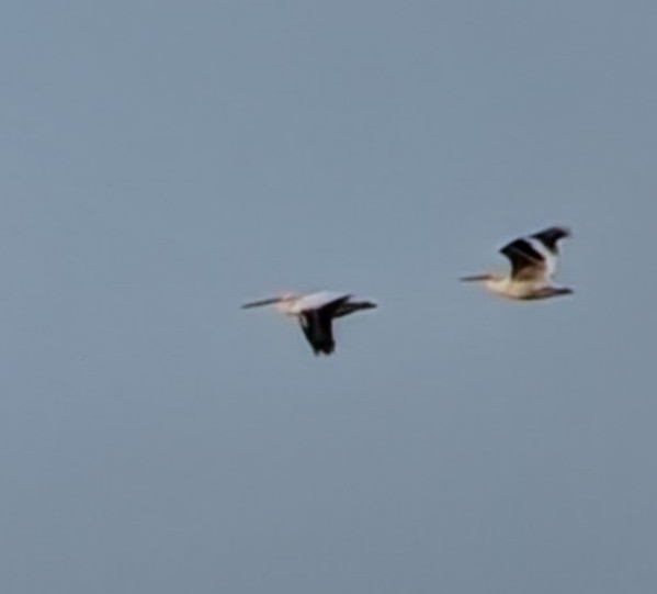 American White Pelican - ML646009021