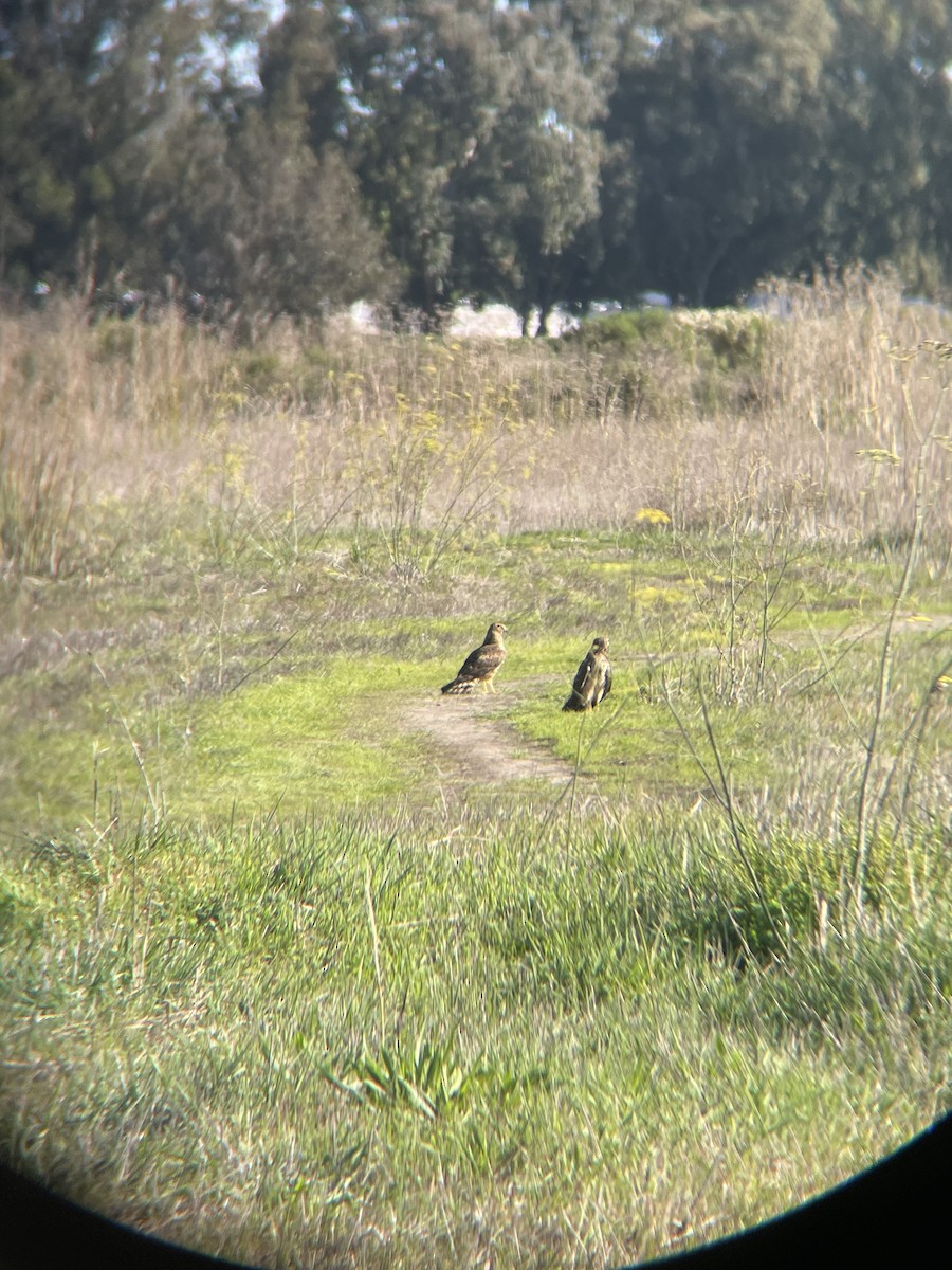 Northern Harrier - ML646009022