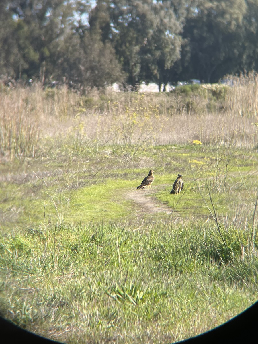 Northern Harrier - ML646009023