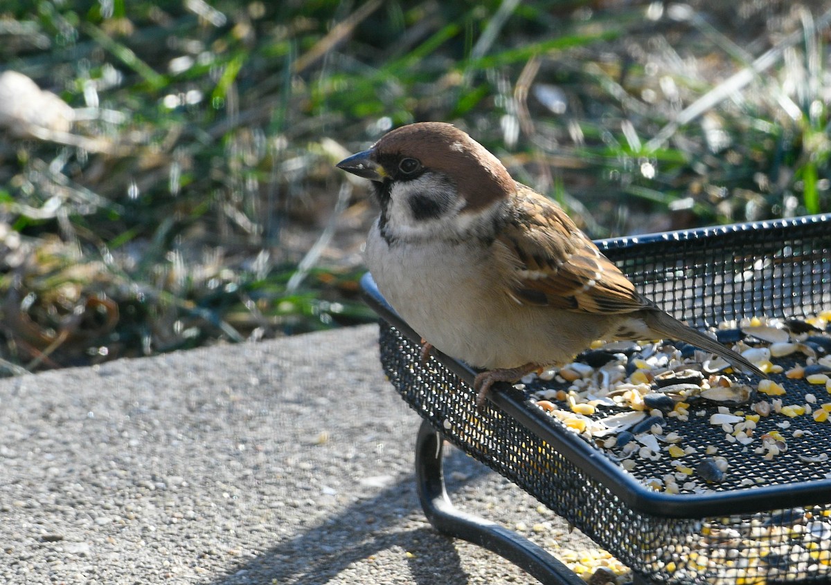 Eurasian Tree Sparrow - ML646009026