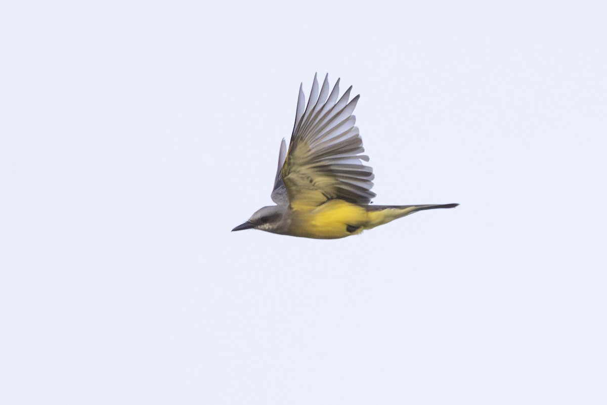 Tropical Kingbird - ML646009029
