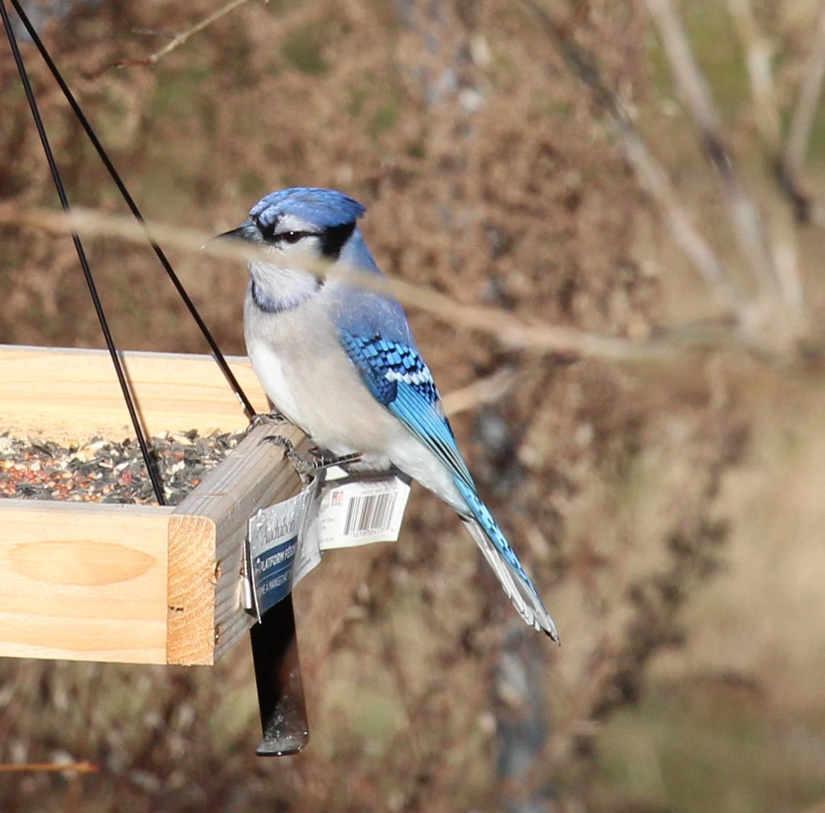 Blue Jay - ML646009032