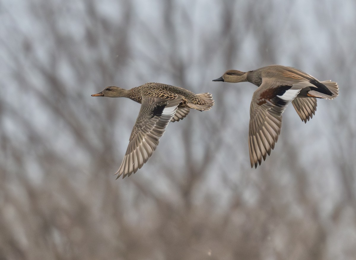 Gadwall - ML646009033
