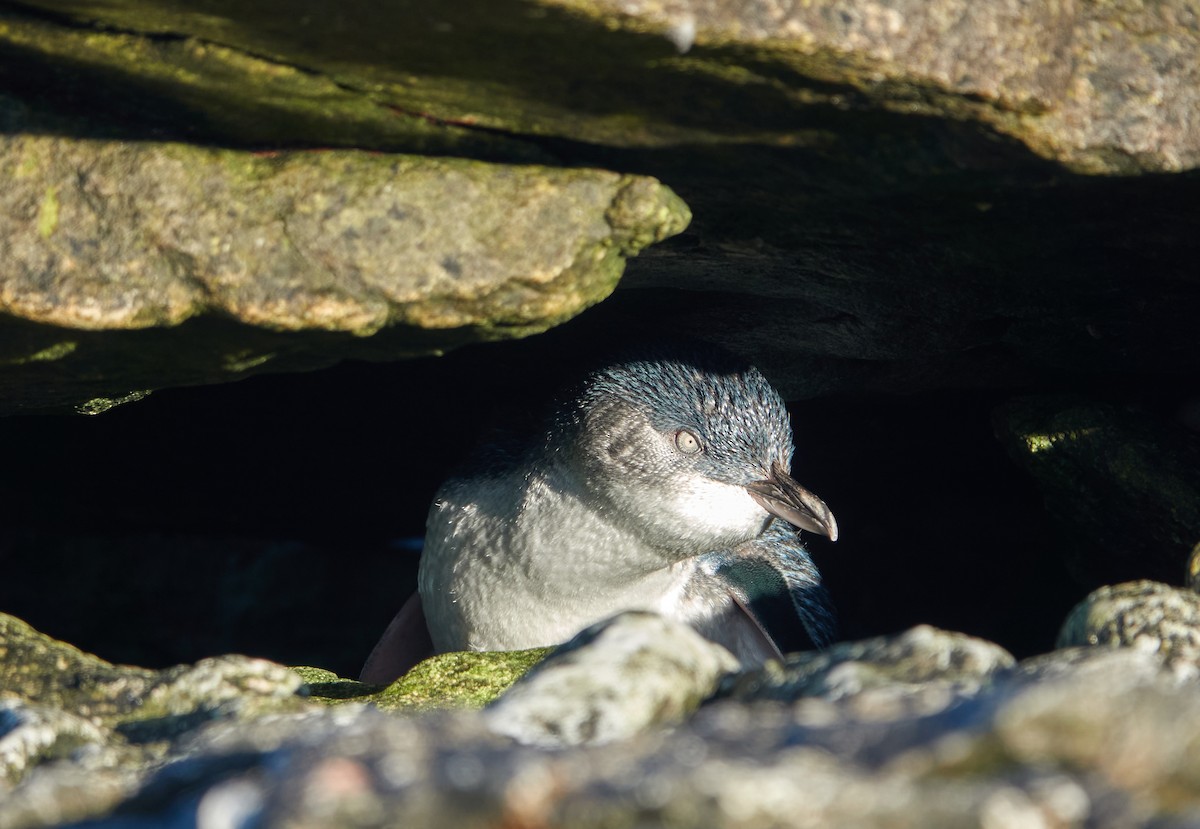 Малый пингвин - ML646009034