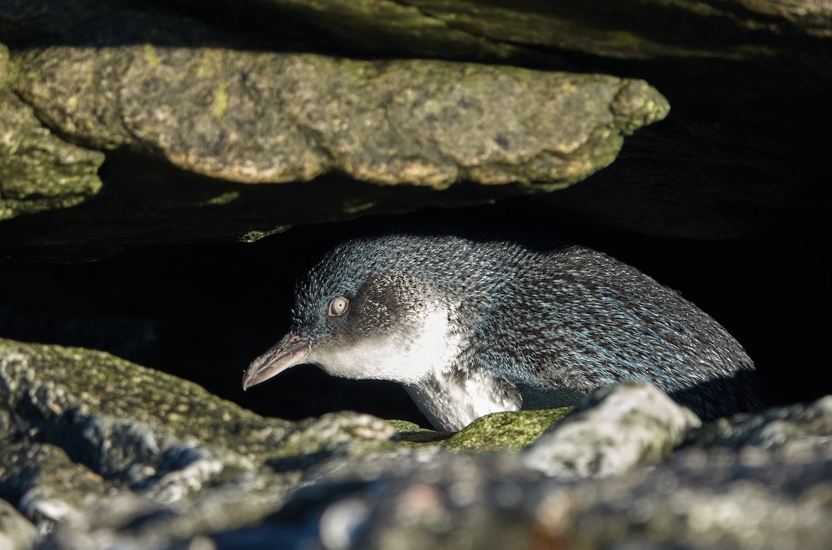 Малый пингвин - ML646009035