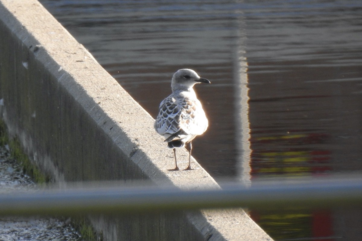 Mediterranean Gull - ML646009037