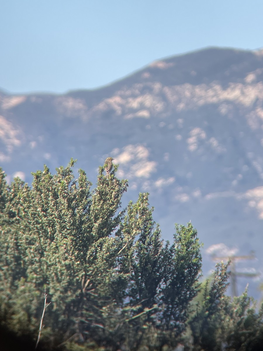 Savannah Sparrow - ML646009040