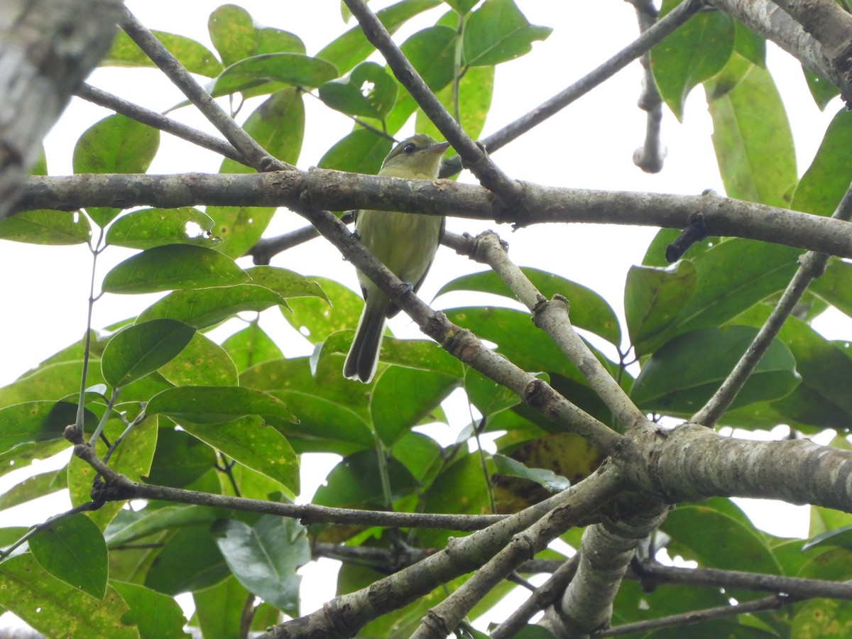 Olive-faced Flatbill - ML646009041