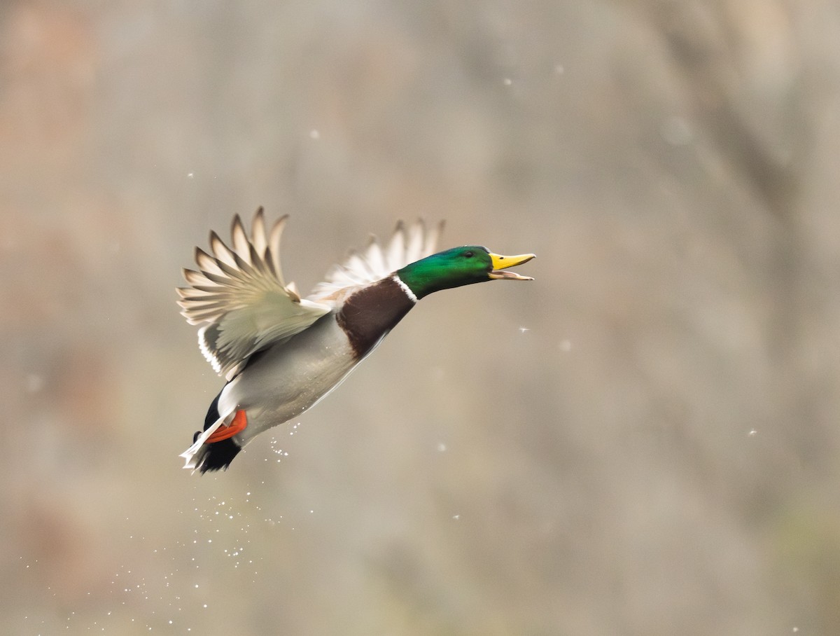 Mallard - ML646009043