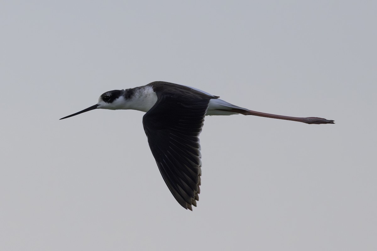 Black-necked Stilt - ML646009044